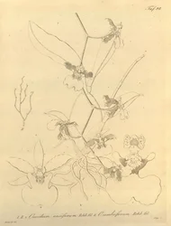 Diese Datei stammt aus der Biodiversity Heritage Library und ist online verfügbar unter biodiversitylibrary.org/page/696498