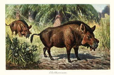 Entelodon, ausgestorbene Gattung der entelodonten Paarhufer, 1908