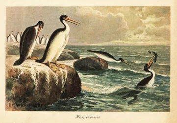 Hesperornis regalis, ausgestorbener flugunfähiger Vogel, Kreidezeit