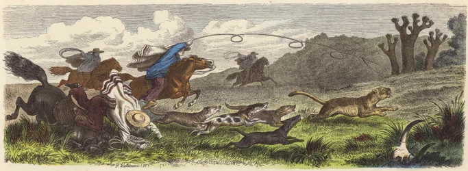 Puma-Jagd mit Lassos in Brasilien