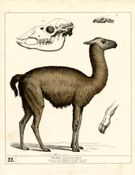Lama mit Schädel und anatomischen Details