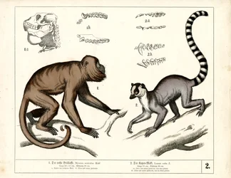 Affe und Lemur: Roter Brüllaffe und Katta