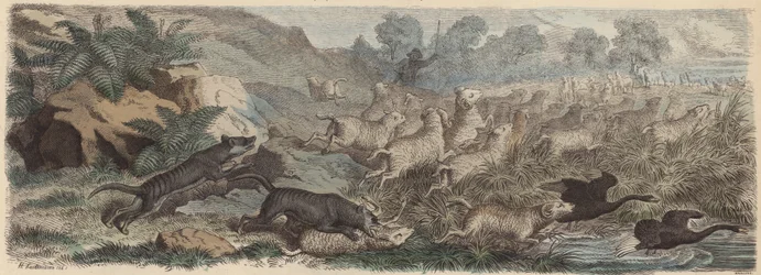 Tasmanische Tiger greifen Schafe in Tasmanien an
