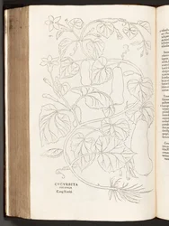BT3.26.5 S.370 Zucchini, Illustration aus De historia stirpium commentarii insignes von Leonhart Fuchs, 1542