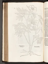 BT3.267.5 S.311 Pfingstrose, Illustration aus De historia stirpium commentarii insignes von Leonhart Fuchs, 1542