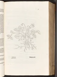 BT3.267.5 S.311 Veilchen, Illustration aus De historia stirpium commentarii insignes von Leonhart Fuchs, 1542