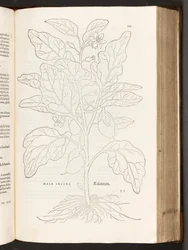 BT3.267.5 S.533 Aubergine, Illustration aus De historia stirpium commentarii insignes von Leonhart Fuchs, 1542
