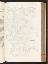 BT3.267.5 S.627 Erbse, Illustration aus De historia stirpium commentarii insignes von Leonhart Fuchs, 1542