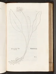 BT3.267.5 S.739 Allium, Illustration aus De historia stirpium commentarii insignes von Leonhart Fuchs, 1542