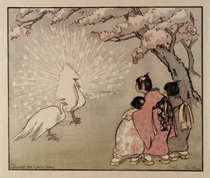 Der weiße Pfau