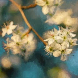 Apfelblüte, 2019