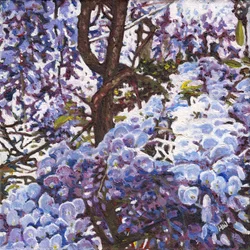 Blaue Wisteria