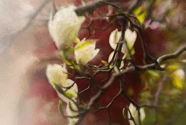 Magnolie, 2018