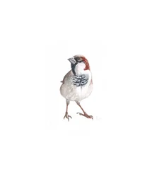 Männlicher Spatz III