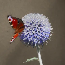 Pfau auf blauer Distel, 2018