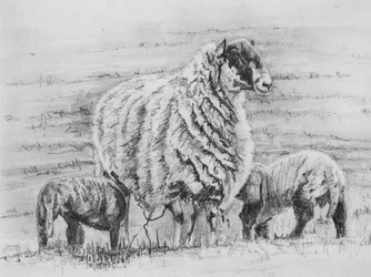 Stolzes Mutterschaf, 2012