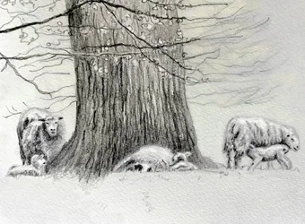 Schattiger Baum, 2022