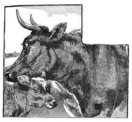Kuh und Kalb, um 1900
