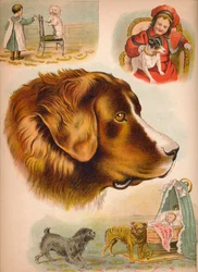 Der Hund