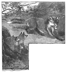Die Füchsin und ihre Jungen, ca. 1900