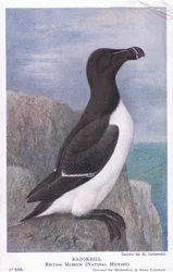 Tordalk, Postkarten, 1930er Jahre