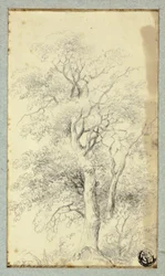 Baum
