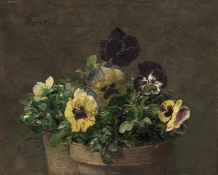 Topfveilchen, 1883
