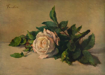 Weiße Rose, um 1863, 1938