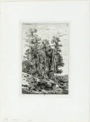 Birken und Eichen
