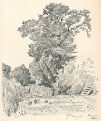 Studie von Bäumen, ca. 1839-1898, 1898