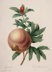 Auswahl der schönsten Blumen...schönste Früchte: Granatapfel, 1827