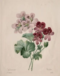 Geranie, 1827