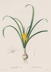 Les Liliacées: Amaryllis Lutes, 1802-1816