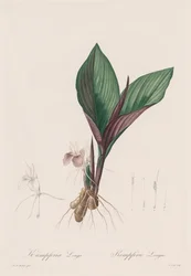 Die Liliengewächse: Kaempferia longa, 1802-1816