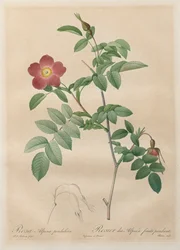 Die Rosen: Rosa alpina pendulina, 1817-1824