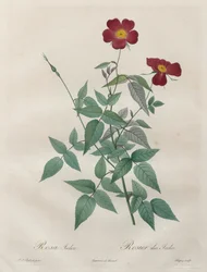Die Rosen: Rosa indica, 1817-1824