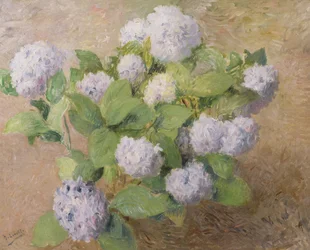 Blaue Hortensien