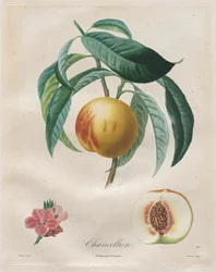 Traité des arbres fruitiers: Chancellière