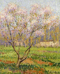 Blühender Apfelbaum