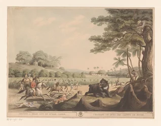 Bärenjagd in Indien