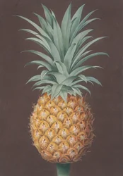 Die Glattblättrige Grüne Antigua-Kiefer