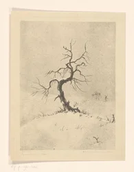 Einsamer Baum