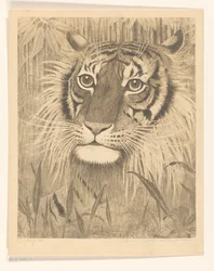 Kopf eines Tigers