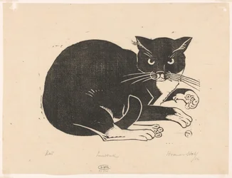 Katze