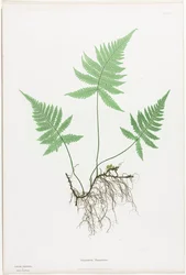 Farne von Großbritannien und Irland: Polypodium Phegopteris