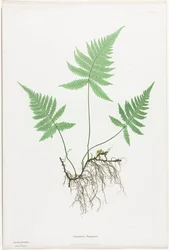 Farne von Großbritannien und Irland: Polypodium Phegopteris, 1855-1856