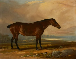 Studie eines Bay Hunters in einer Landschaft