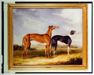 Zwei Windhunde, Eigentum von Dr. Edmund Taylor von Booth Hall