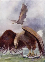 Ein Seeadler beim Fischen