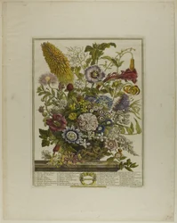 August, aus Zwölf Monate der Blumen